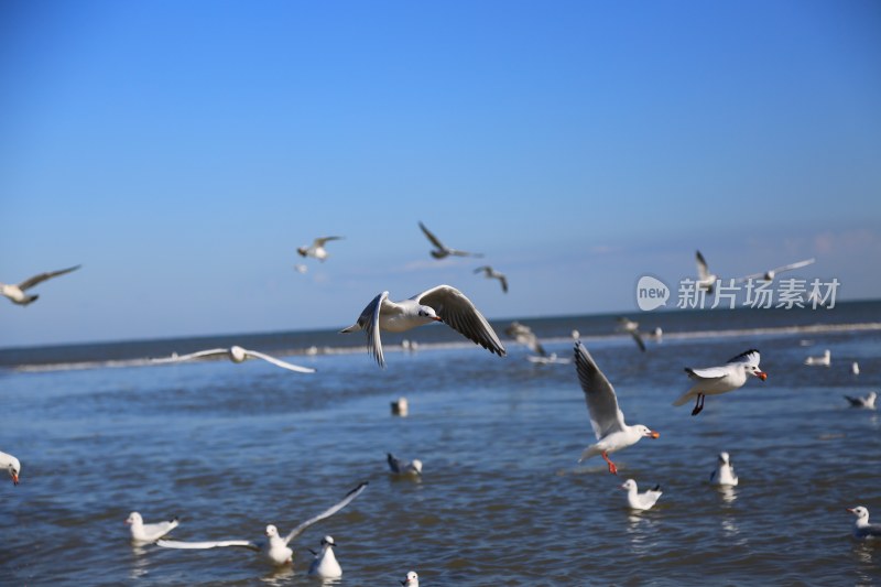 海边飞翔与戏水的海鸥