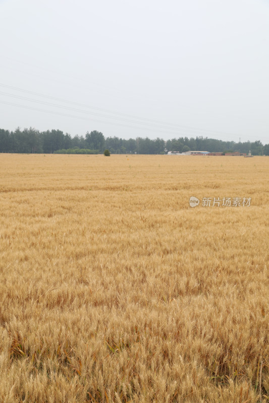 麦田麦子地成熟的小麦