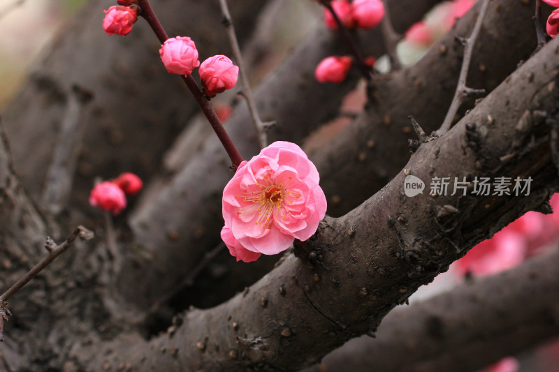 初春绽放的粉红色梅花