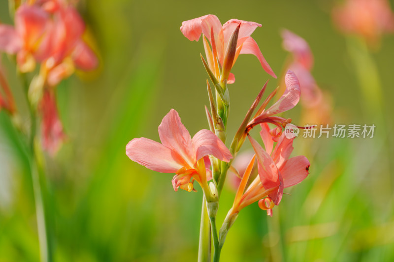 粉橙色美人蕉花朵特写