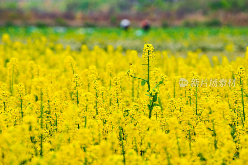 成片的黄色油菜花和小蜜蜂