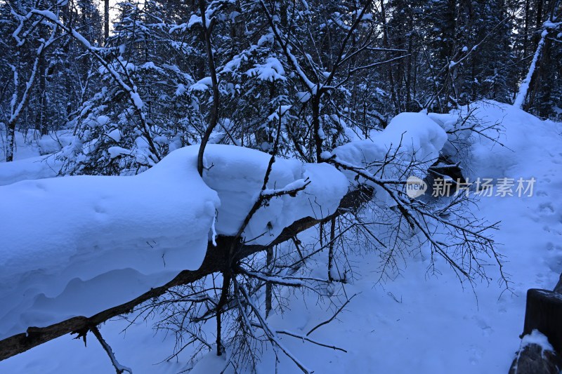 被积雪覆盖的树林景象