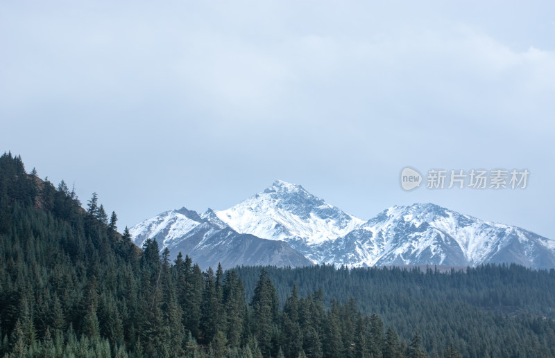 青海祁连山脉秋天的森林雪山自然风光