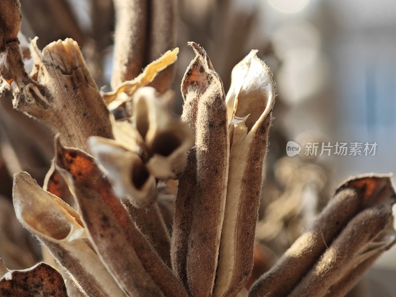 枯萎植物特写尽显秋日萧瑟之态