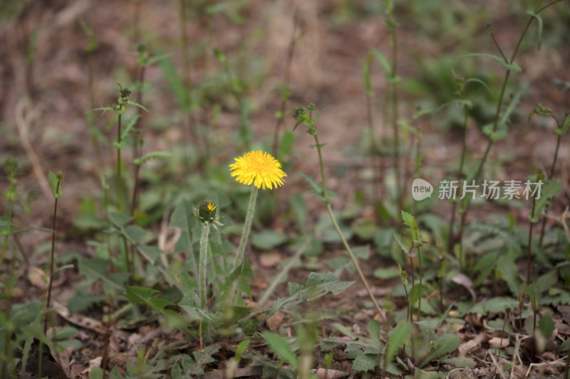 春季黄色的蒲公英花一朵