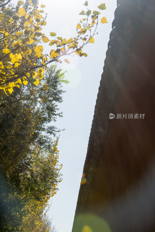 故宫红墙与秋天黄叶