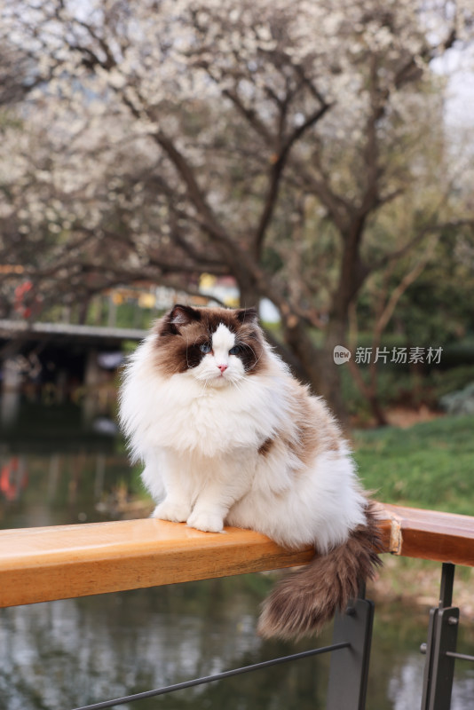 杭州阿里巴巴西溪园区栏杆上的布偶猫