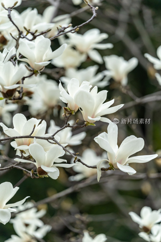 盛开的玉兰花特写