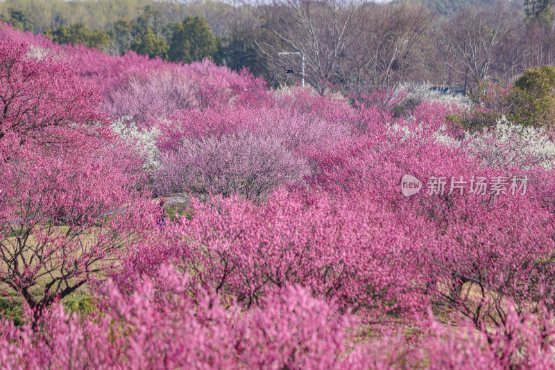 花开海上梅花节