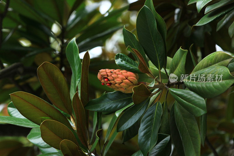 荷花玉兰（木兰花）果实