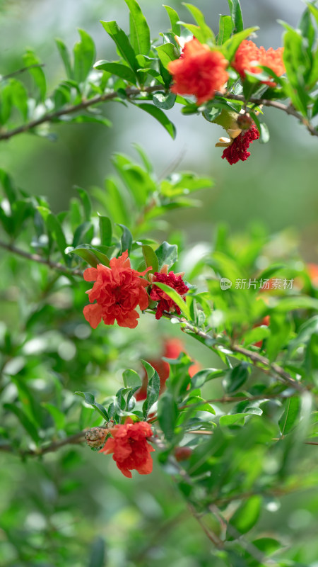 石榴花素材