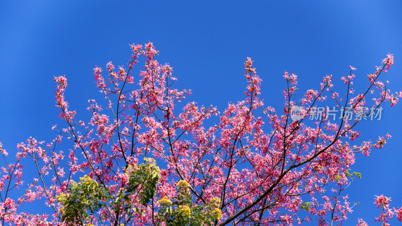 异木棉花