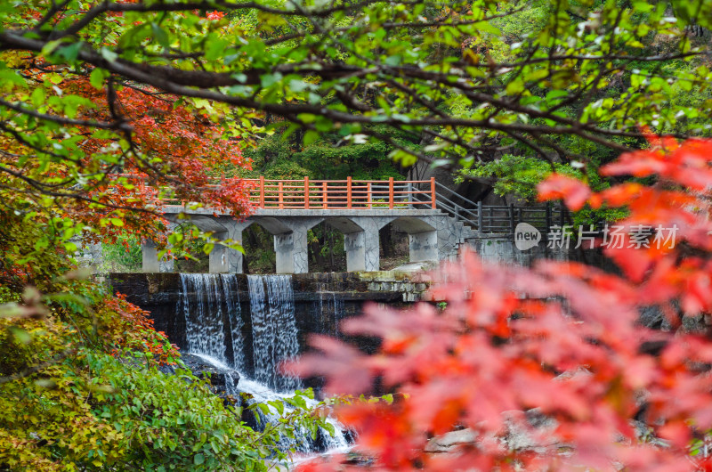 河南省洛阳白云山九龙潭秋天山谷红叶风景