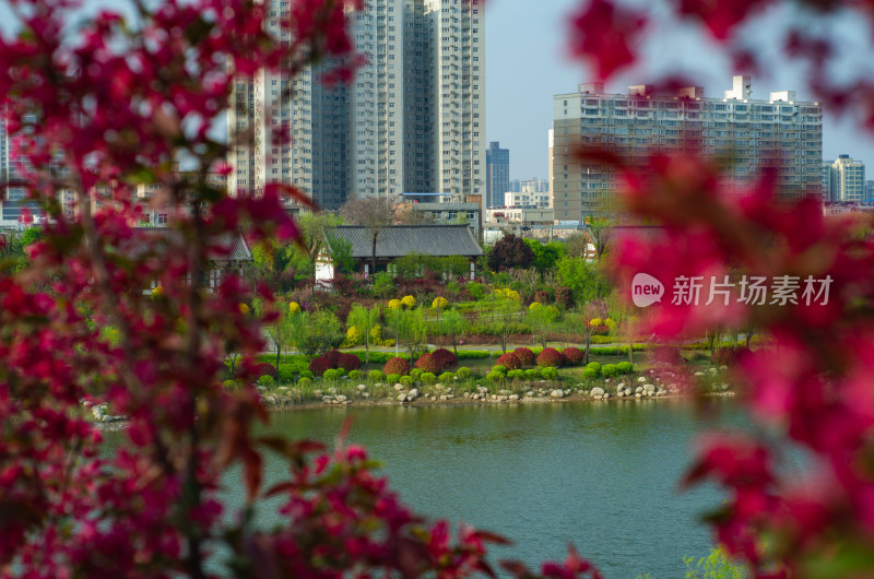 春天的渭南南湖公园风景