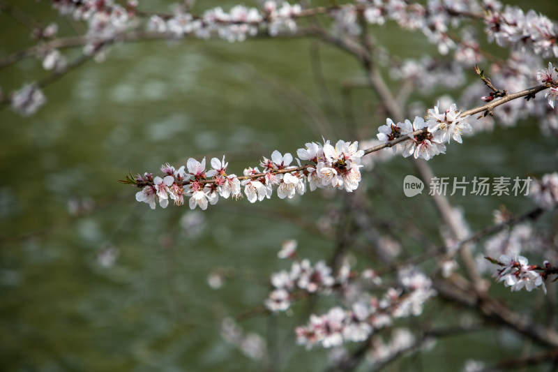 春天湖边湖面上绽放的粉白色山桃花