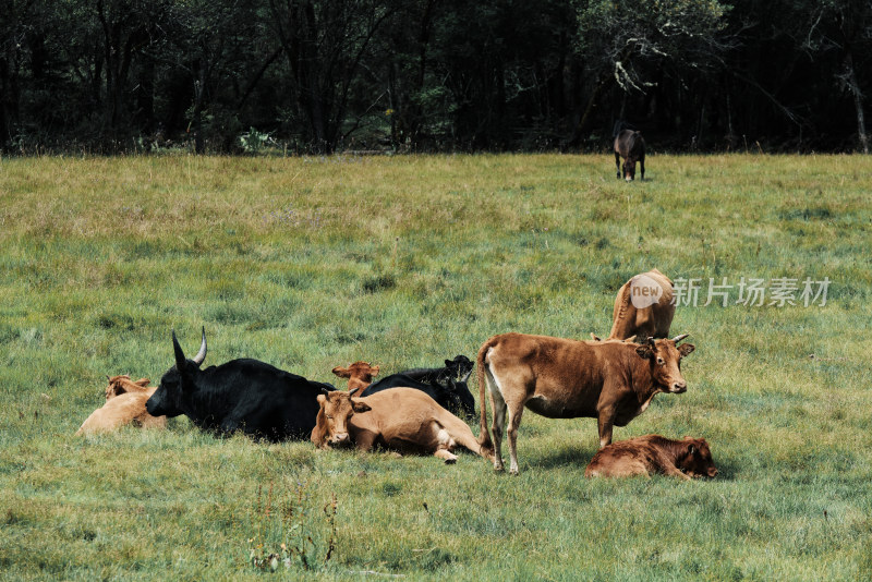 香格里拉纳帕海草原风景区的牛群