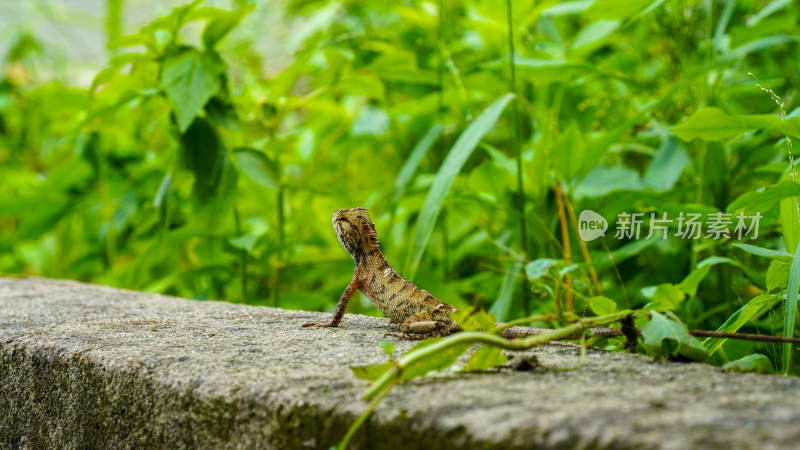 野生树蜥蜴