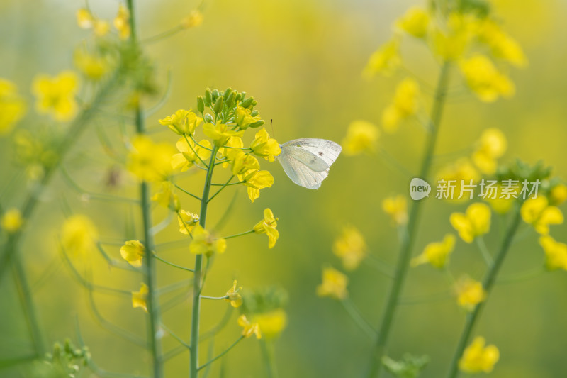 一只蝴蝶在油菜花上授粉