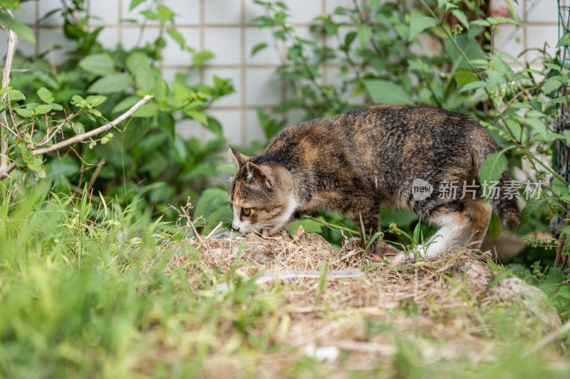 小猫咪、狸花猫、宠物猫