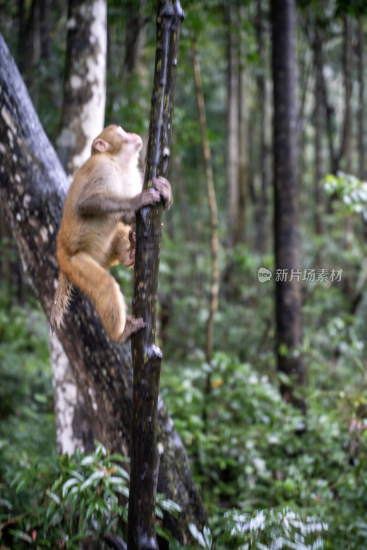 猴子在林间岩石上休憩的场景