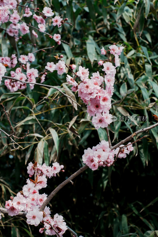 北京玉渊潭公园樱花节樱花