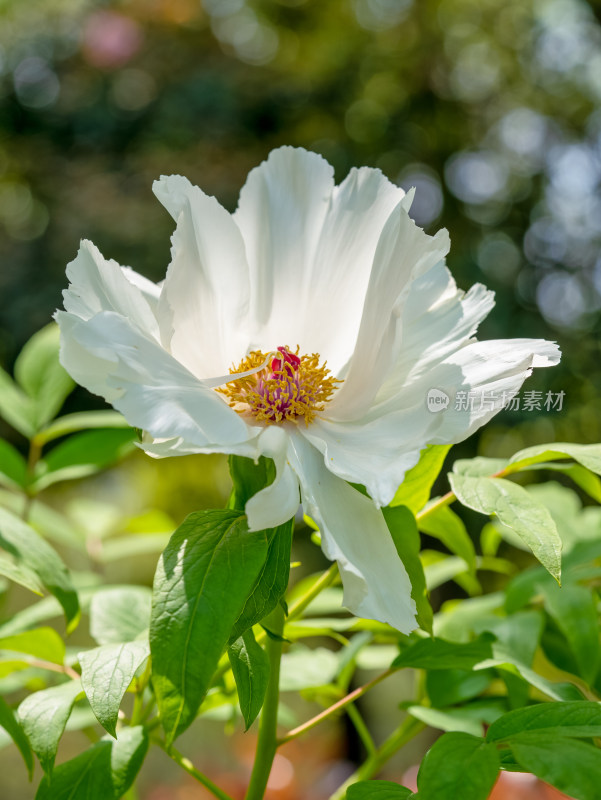 春天的白色牡丹花特写