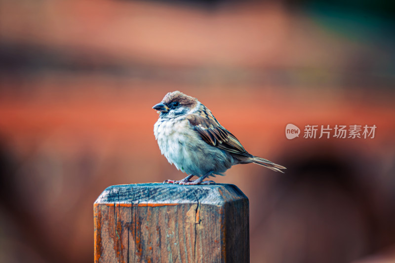 麻雀栖息在木柱上的特写镜头