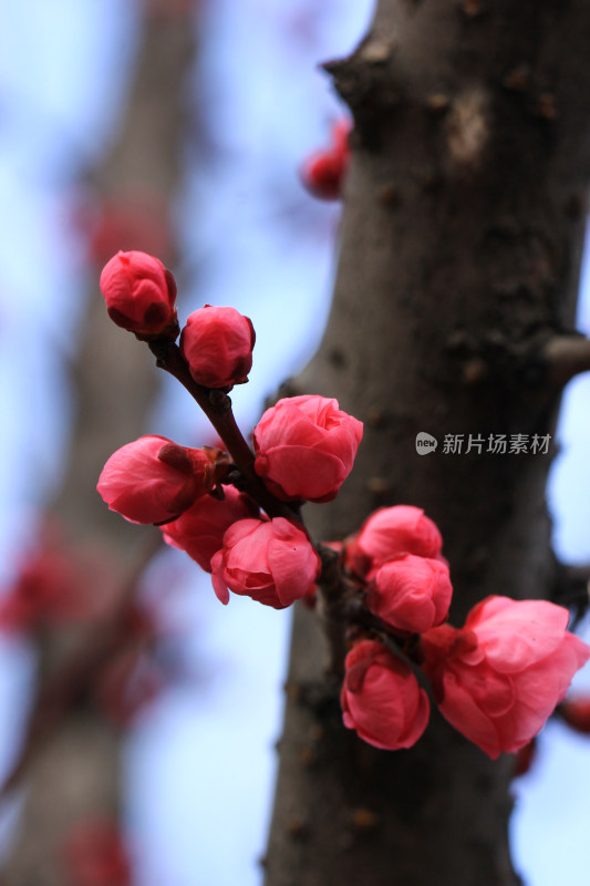 立春时节含苞怒放的红梅