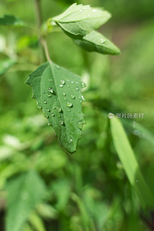 夏天雨后的雨水树叶