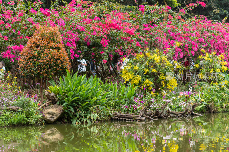 深圳仙湖植物园花展