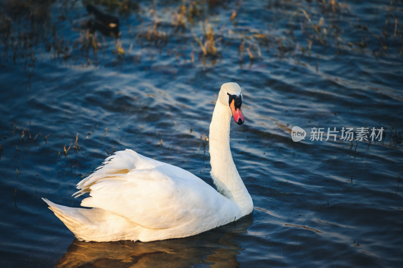 郑州北龙湖湿地公园的黑疣鼻天鹅