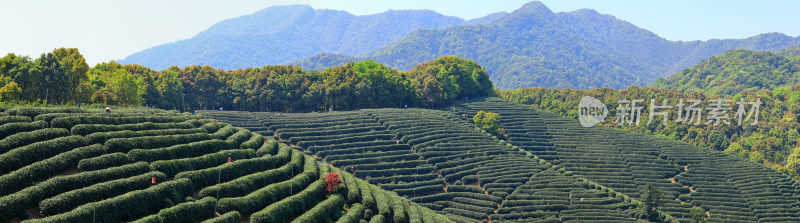 中国杭州龙坞春天里的茶园风光全景图