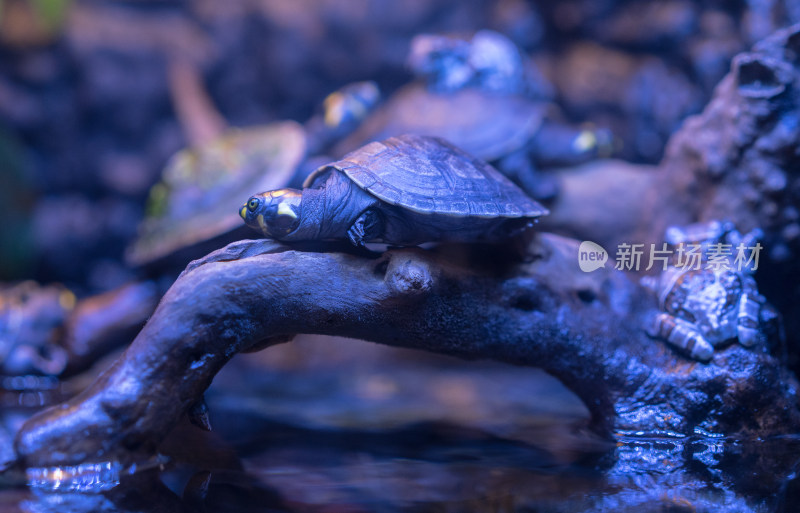 上海海洋水族馆的南美侧颈龟