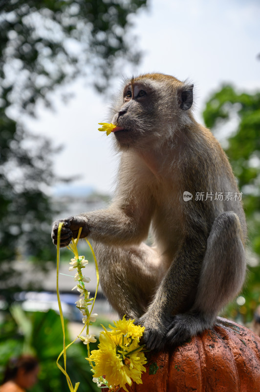 摘花的猴子