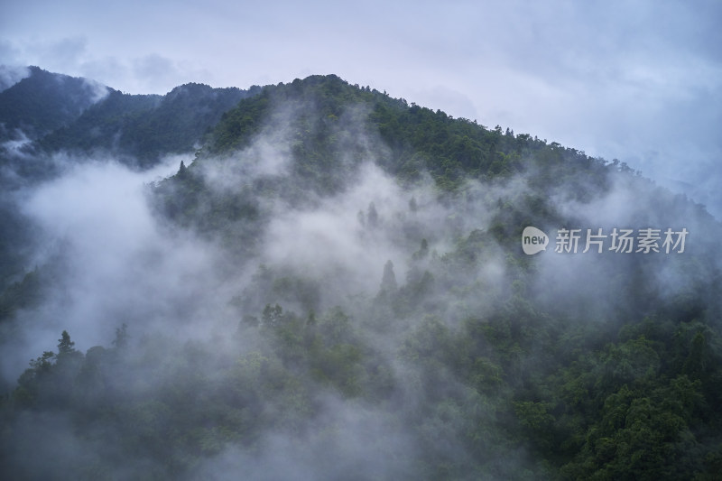 峨眉山的原始森林