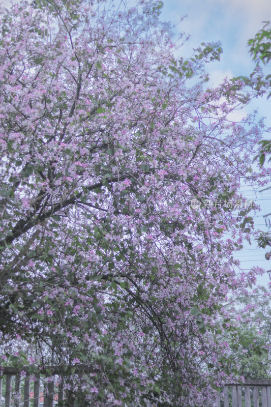 花开春日