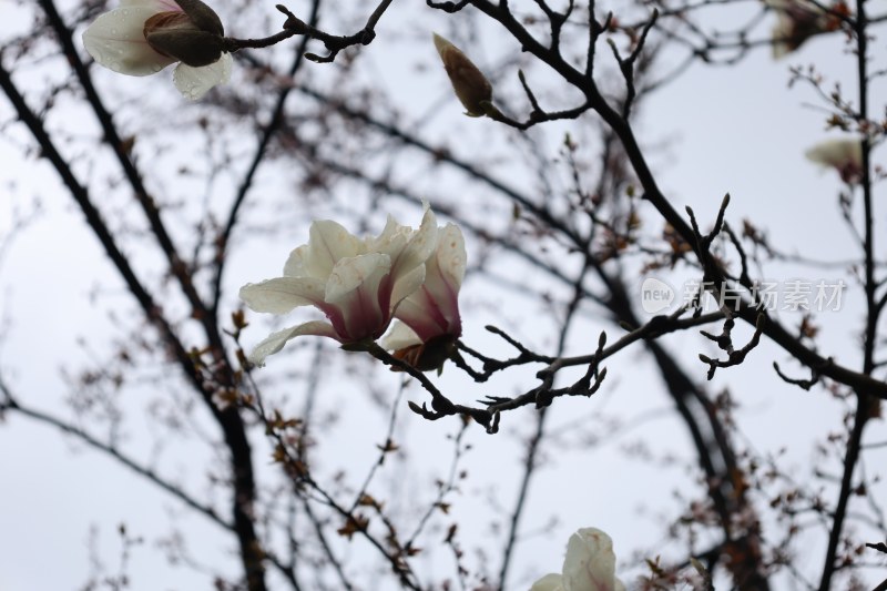 盛开的玉兰花枝特写