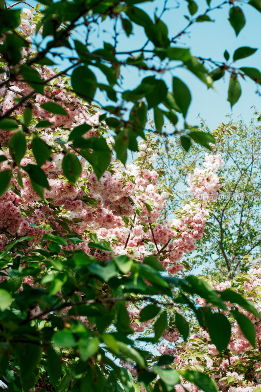 北京朝阳公园樱花