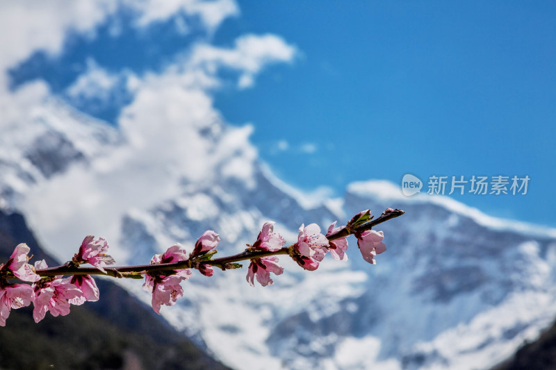 西藏林芝的桃花