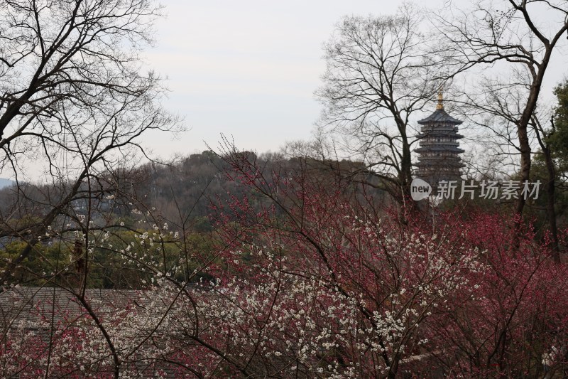 树木繁花中展现古塔的春日之景