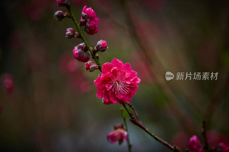 带水珠的娇艳红色花朵特写