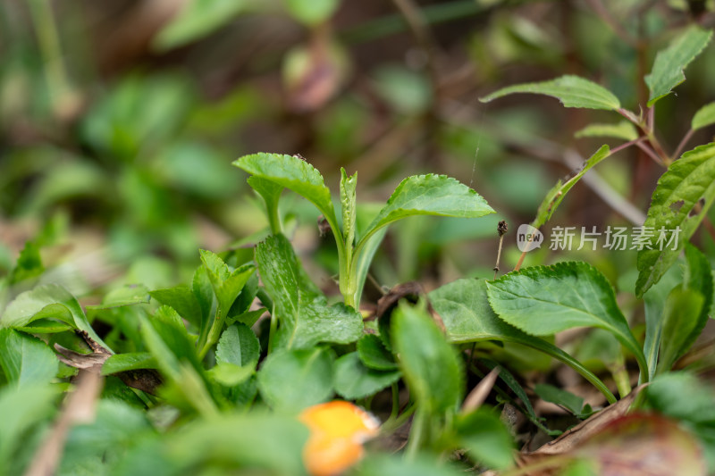 嫩绿新叶生机勃勃的植物微距特写