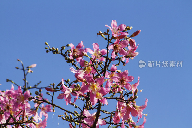 粉色花朵与花骨朵的枝头特写