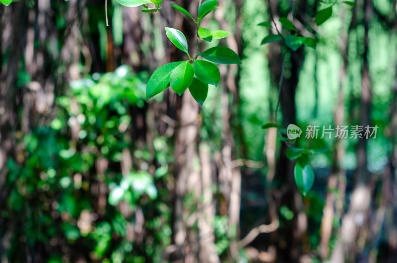 茂密的树林叶子特写