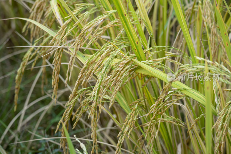 风吹稻香，秋季丰收时节农村里金黄的稻田