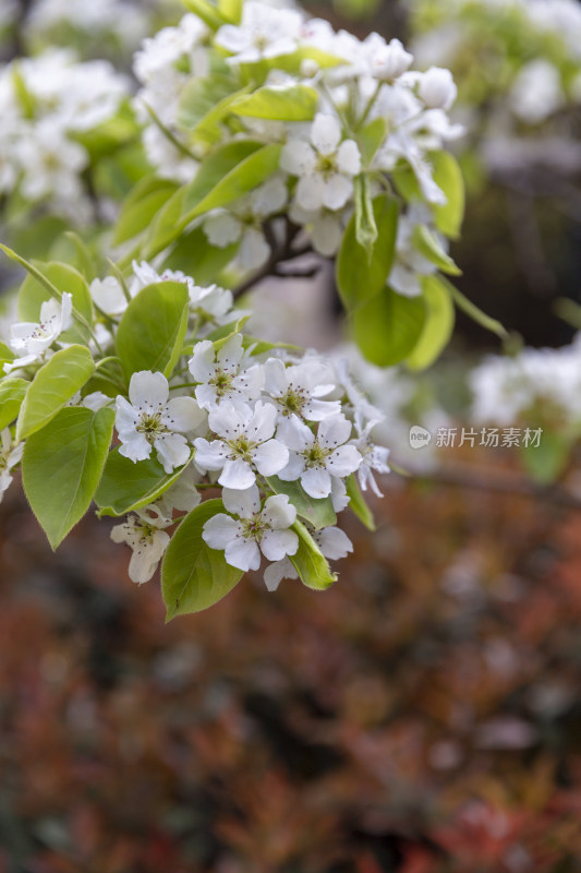 花卉植物梨花春季