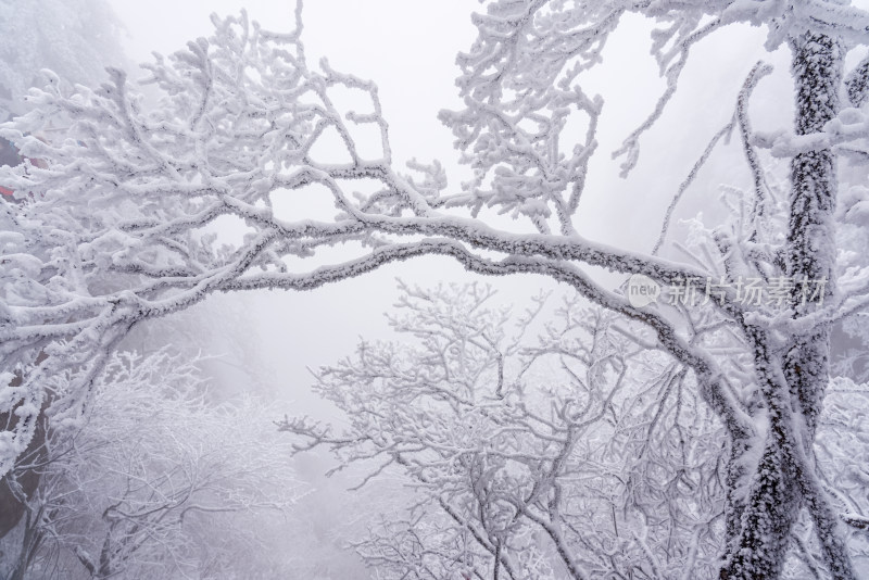 冬季大雪树木雾凇雪挂