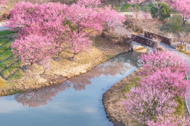 花开海上梅花节