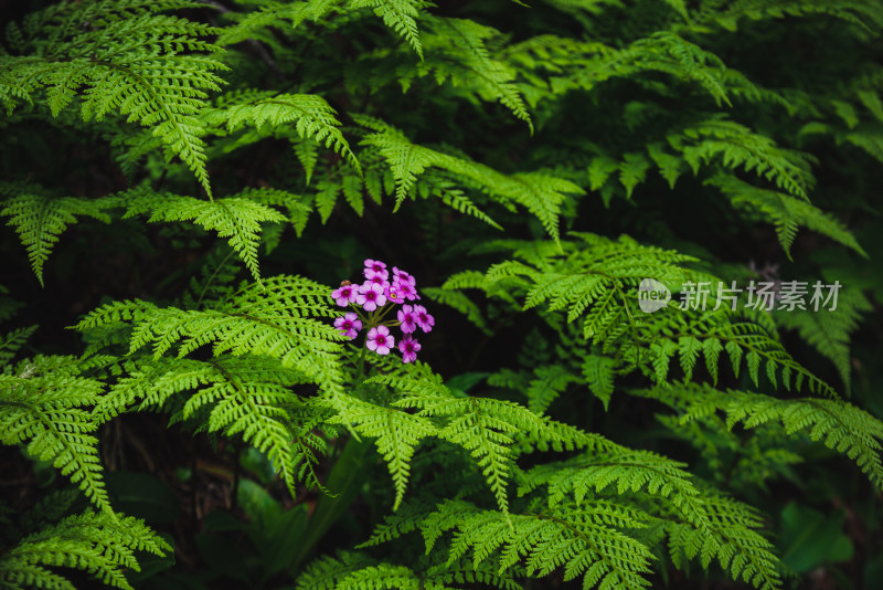 青翠绿色蕨类植物叶子紫色花朵