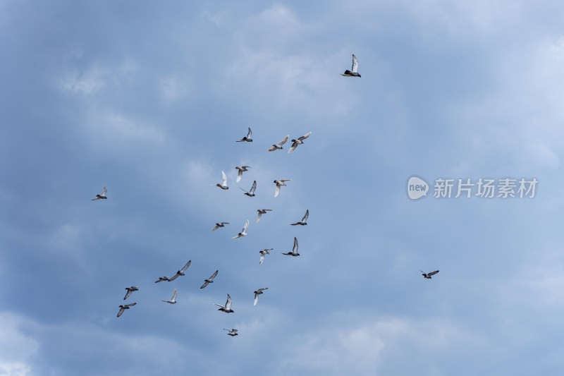 一群鸽子在天空飞翔乌云雨天